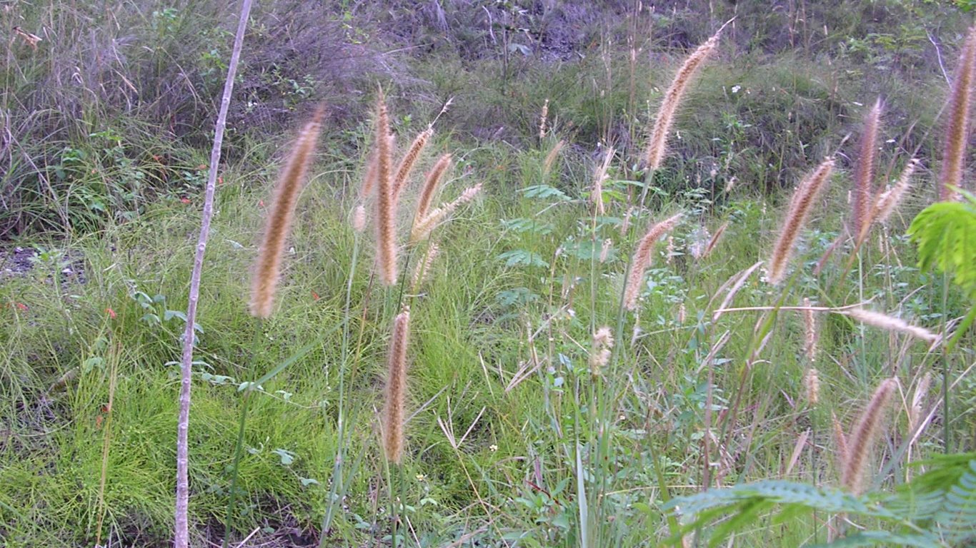 w042_ma01_grass seeds (horse tail)_abandoned quarry at foot of san fernando hill_san fernando_trinidad_tt_20101222_tobagojo@gmail.com_P1010030C_1366w_768h